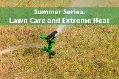 Summer Series — Lawn Care and Extreme Heat
